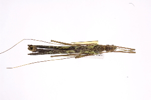  ( - INB0004205736)  @11 [ ] Copyright (2012) I. Cruz Instituto Nacional de Biodiversidad