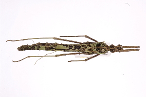  ( - INB0004212640)  @11 [ ] Copyright (2012) I. Cruz Instituto Nacional de Biodiversidad