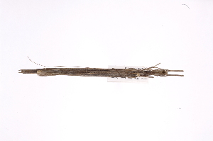  ( - INBIOCRI002207077)  @11 [ ] Copyright (2012) I. Cruz Instituto Nacional de Biodiversidad