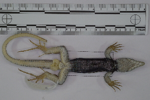  (Aspidoscelis angusticeps - AER 020)  @11 [ ] Copyright (2016) Norma L. Manríquez Morán CIB-UAEH