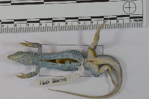  (Aspidoscelis rodecki - NLMM 091)  @11 [ ] Copyright (2016) Norma L. Manríquez Morán CIB-UAEH