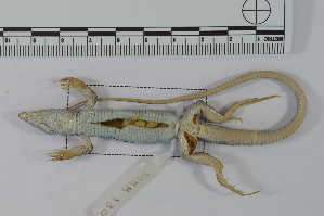  (Aspidoscelis maslini - NLMM 130)  @11 [ ] Copyright (2016) Norma L. Manríquez Morán CIB-UAEH