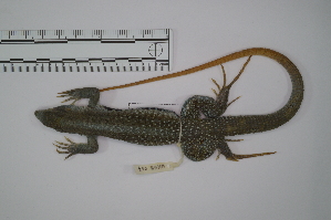  (Aspidoscelis motaguae - VMMB 007)  @11 [ ] Copyright (2016) Norma L. Manríquez Morán CIB-UAEH