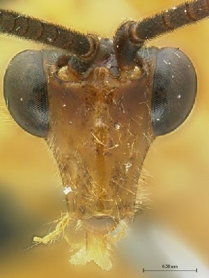  (Cremnops Sharkey01 - USNM00205910)  @11 [ ] Unspecified (default): All Rights Reserved  Unspecified Unspecified