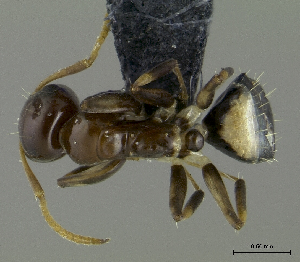  (Camponotus aurelianus - HP0017)  @14 [ ] CreativeCommons - Attribution Non-Commercial Share-Alike (2011) Milan Janda Czech Academy of Sciences