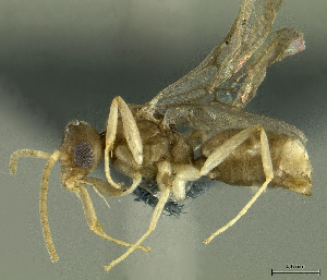  (Technomyrmex albicoxis - HP0109)  @14 [ ] CreativeCommons - Attribution Non-Commercial Share-Alike (2011) Milan Janda Czech Academy of Sciences