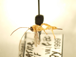  ( - USNM ENT 00204961)  @11 [ ] CreativeCommons - Attribution Non-Commercial No Derivatives (2012) Jan Hrcek Institute of Entomology, Czech Academy of Sciences