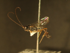  ( - USNM ENT 00206522)  @11 [ ] CreativeCommons - Attribution Non-Commercial No Derivatives (2012) Jan Hrcek Institute of Entomology, Czech Academy of Sciences