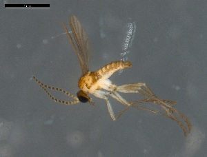  (Pseudolycoriella sp - PABM-Dipt-0119)  @11 [ ] Creative Commons-Attribution Non-Commercial Share-Alike  Adam Broadley Department of Agriculture, Fisheries and Forestry
