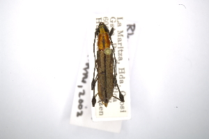  (Rhopalophora cupricollis - INB0003022099)  @11 [ ] Copyright (2012) A. Solis Instituto Nacional de Biodiversidad