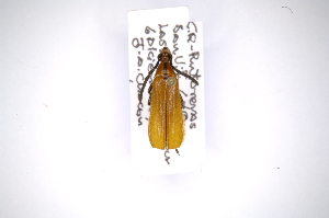  (Mimiptera fulvella - INB0003022608)  @11 [ ] Copyright (2012) A. Solis Instituto Nacional de Biodiversidad