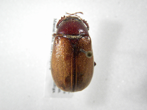  (Phyllophaga guapilesea - INB0003025686)  @14 [ ] Copyright (2010) A. Solis Instituto Nacional de Biodiversidad