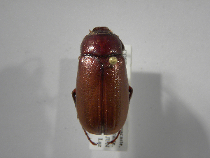  (Phyllophaga orosina - INB0003028191)  @11 [ ] Copyright (2010) A. Solis Instituto Nacional de Biodiversidad