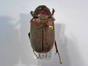  (Phyllophaga sp168ASolis02 - INB0003030480)  @13 [ ] CreativeCommons - Attribution Non-Commercial Share-Alike  National Biodiversity Institute of Costa Rica National Biodiversity Institute of Costa Rica