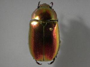  (Chrysina aurigans - INB0003049592)  @14 [ ] CreativeCommons - Attribution Non-Commercial Share-Alike  National Biodiversity Institute of Costa Rica National Biodiversity Institute of Costa Rica