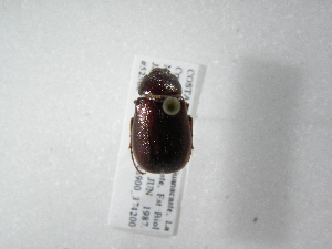  (Phyllophaga janzeniana - INB0003055130)  @11 [ ] Copyright (2010) A. Solis Instituto Nacional de Biodiversidad