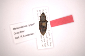  (Metamasius pygidialis - INB0003057110)  @13 [ ] Copyright (2012) Angel Solis Instituto Nacional de Biodiversidad