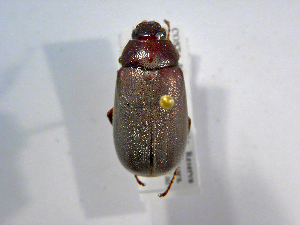  (Phyllophaga sp168ASolis01 - INB0003076507)  @13 [ ] CreativeCommons - Attribution Non-Commercial Share-Alike  National Biodiversity Institute of Costa Rica National Biodiversity Institute of Costa Rica