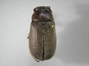  (Phyllophaga gigantea - INB0003078618)  @14 [ ] Copyright (2010) A. Solis Instituto Nacional de Biodiversidad