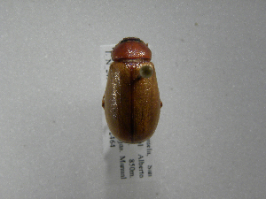  (Phyllophaga lorencita - INB0003102172)  @11 [ ] Copyright (2010) A. Solis Instituto Nacional de Biodiversidad
