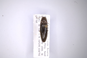  (Spilus ciliaticornisAS2 - INB0003114960)  @13 [ ] Copyright (2012) Angel Solis Instituto Nacional de Biodiversidad