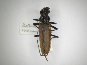  (Bothrocerambyx nevermanni - INB0003116965)  @11 [ ] Copyright (2012) A. Solis Instituto Nacional de Biodiversidad
