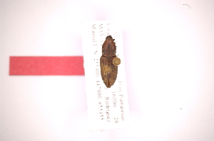  (Metamasius octonotatusAS2 - INB0003127125)  @12 [ ] Copyright (2012) Angel Solis Instituto Nacional de Biodiversidad