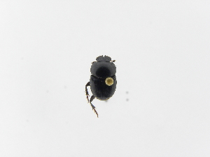  (Onthophagus sharpiASolis02 - INB0003127433)  @12 [ ] Copyright (2010) A. Solis Instituto Nacional de Biodiversidad