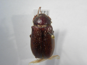  (Phyllophaga talamancana - INB0003153396)  @14 [ ] Copyright (2010) A. Solis Instituto Nacional de Biodiversidad