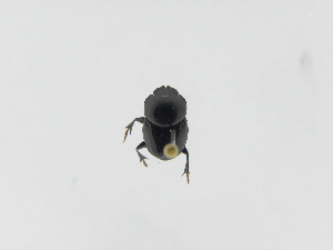  (Onthophagus atriglabrus - INB0003166153)  @12 [ ] Copyright (2010) A. Solis Instituto Nacional de Biodiversidad