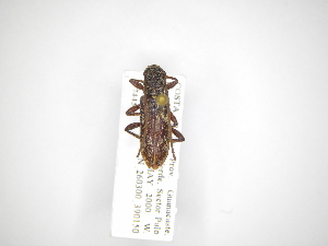 (Anelaphus daedalus - INB0003167855)  @11 [ ] Copyright (2012) A. Solis Instituto Nacional de Biodiversidad