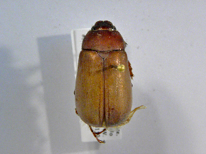  (Phyllophaga chiriquinaASolis03 - INB0003168510)  @11 [ ] CreativeCommons - Attribution Non-Commercial Share-Alike  National Biodiversity Institute of Costa Rica National Biodiversity Institute of Costa Rica