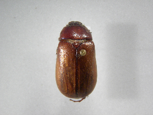  (Phyllophaga chiriquinaASolis01 - INB0003171811)  @13 [ ] Copyright (2010) A. Solis Instituto Nacional de Biodiversidad