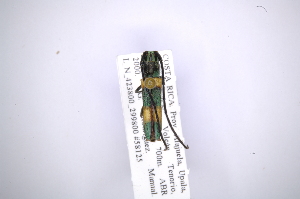 (Eulachnesia smaragdina - INB0003172502)  @11 [ ] Copyright (2012) A. Solis Instituto Nacional de Biodiversidad