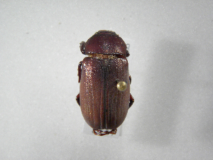  (Phyllophaga guanacasteca - INB0003302283)  @13 [ ] Copyright (2010) A. Solis Instituto Nacional de Biodiversidad