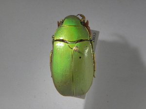  (Chrysina bruyeai - INB0003302322)  @14 [ ] CreativeCommons - Attribution Non-Commercial Share-Alike  National Biodiversity Institute of Costa Rica National Biodiversity Institute of Costa Rica