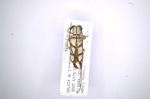  (Leucophoebe albaria - INB0003302519)  @14 [ ] Copyright (2012) A. Solis Instituto Nacional de Biodiversidad