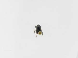  (Onthophagus hopfneri - INB0003303354)  @12 [ ] Copyright (2010) A. Solis Instituto Nacional de Biodiversidad