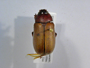  (Phyllophaga vicina - INB0003304491)  @11 [ ] CreativeCommons - Attribution Non-Commercial Share-Alike  National Biodiversity Institute of Costa Rica National Biodiversity Institute of Costa Rica