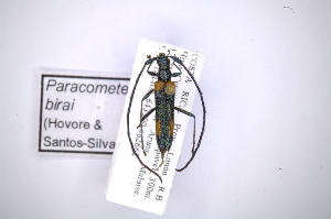  ( - INB0003313187)  @11 [ ] Copyright (2012) A. Solis Instituto Nacional de Biodiversidad