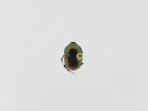  (Onthophagus chryses - INB0003323529)  @12 [ ] Copyright (2010) A. Solis Instituto Nacional de Biodiversidad