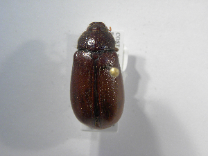  (Phyllophaga talamancana - INB0003336135)  @14 [ ] Copyright (2010) A. Solis Instituto Nacional de Biodiversidad