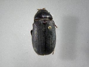  (Phyllophaga hemilissa - INB0003337390)  @13 [ ] Copyright (2010) A. Solis Instituto Nacional de Biodiversidad
