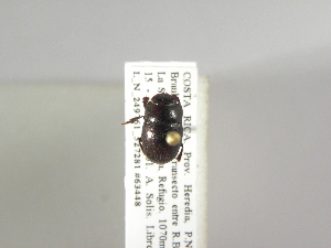  (Bdelyrus seminudus - INB0003337881)  @13 [ ] Copyright (2010) A. Solis Instituto Nacional de Biodiversidad