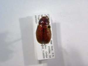  (Phyllophaga spASolis167 - INB0003350039)  @11 [ ] CreativeCommons - Attribution Non-Commercial Share-Alike  National Biodiversity Institute of Costa Rica National Biodiversity Institute of Costa Rica