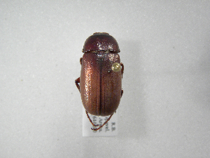  (Phyllophaga guapilana - INB0003420507)  @11 [ ] Copyright (2010) A. Solis Instituto Nacional de Biodiversidad