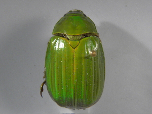  (Chrysina oreicola - INB0003460356)  @14 [ ] CreativeCommons - Attribution Non-Commercial Share-Alike  National Biodiversity Institute of Costa Rica National Biodiversity Institute of Costa Rica