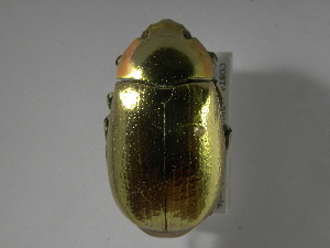  (Chrysina aurigans - INB0003485165)  @14 [ ] CreativeCommons - Attribution Non-Commercial Share-Alike  National Biodiversity Institute of Costa Rica National Biodiversity Institute of Costa Rica