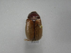  (Phyllophaga morganellaASolis01 - INB0003500539)  @14 [ ] Copyright (2010) A. Solis Instituto Nacional de Biodiversidad