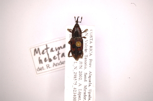  (Metamasius hebetatus - INB0003501173)  @11 [ ] Copyright (2012) Angel Solis Instituto Nacional de Biodiversidad